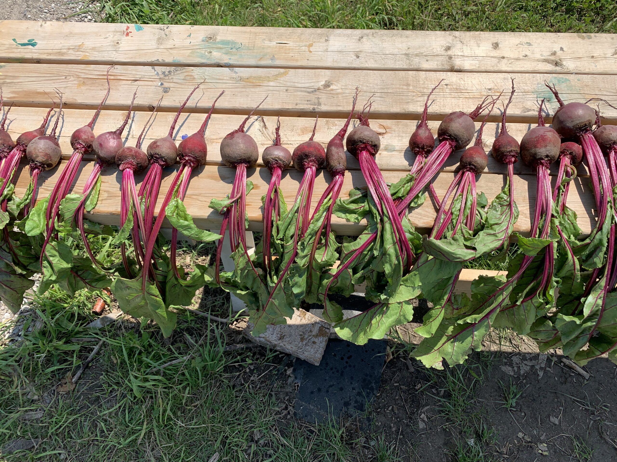 beet harvest